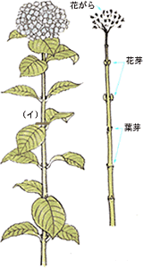 剪定時期と花芽のつき方イメージ