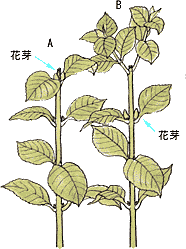 剪定時期と花芽のつき方イメージ