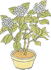 鉢仕立てイメージ