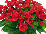 ポインセチアイメージ